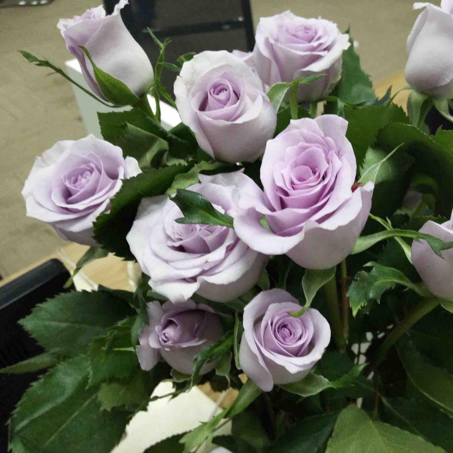 玫瑰 海洋之歌 C级