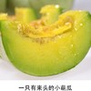 头茬绿宝石脆皮甜瓜 2/5斤装  中大果 商品缩略图10