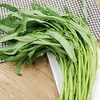 【城·食配】空心菜 0.5斤/把 商品缩略图2