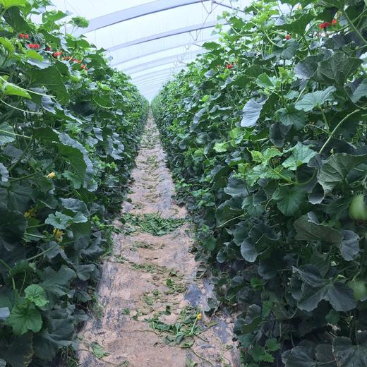 头茬绿宝石脆皮甜瓜 2/5斤装  中大果 商品图13