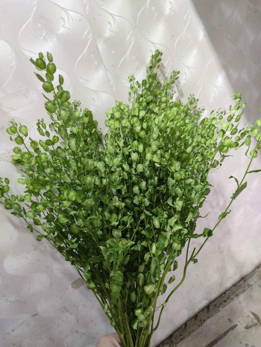 每日福利翠扇10支扎