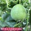 头茬绿宝石脆皮甜瓜 2/5斤装  中大果 商品缩略图3