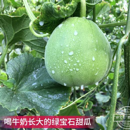 头茬绿宝石脆皮甜瓜 2/5斤装  中大果 商品图3
