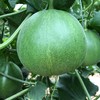 头茬绿宝石脆皮甜瓜 2/5斤装  中大果 商品缩略图12