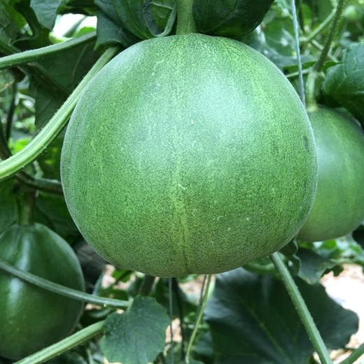 头茬绿宝石脆皮甜瓜 2/5斤装  中大果 商品图12
