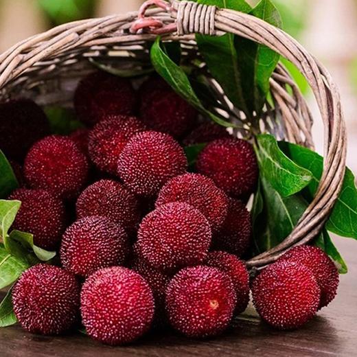 【特级东魁杨梅】约1.8斤/框,精品大果