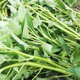 【城·食配】空心菜 0.5斤/把