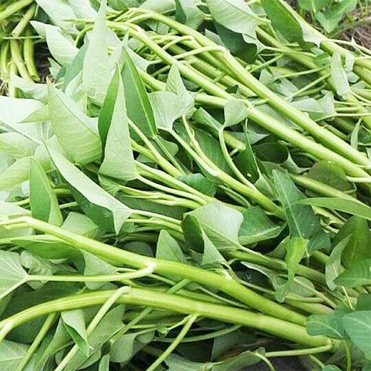 【城·食配】空心菜 0.5斤/把 商品图0