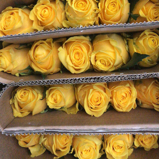 玫瑰 金枝玉叶 B级 商品图3