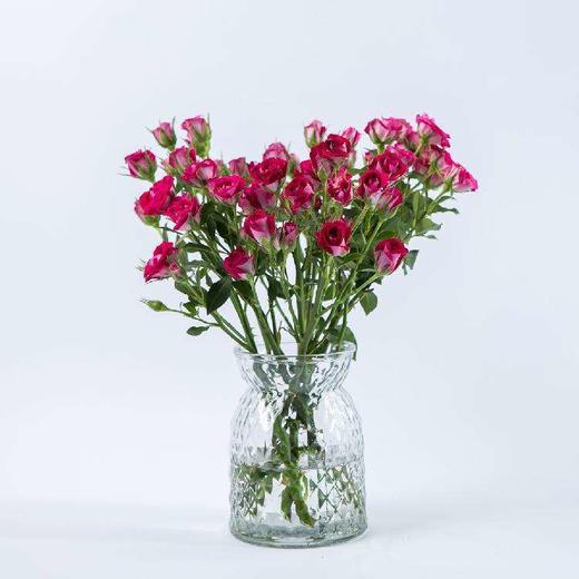 多头玫瑰 波塞妮娜 商品图6