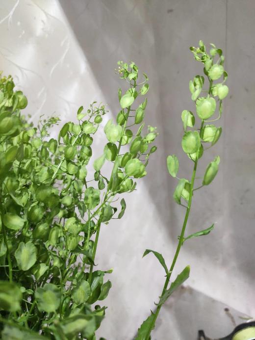 每日福利翠扇10支扎