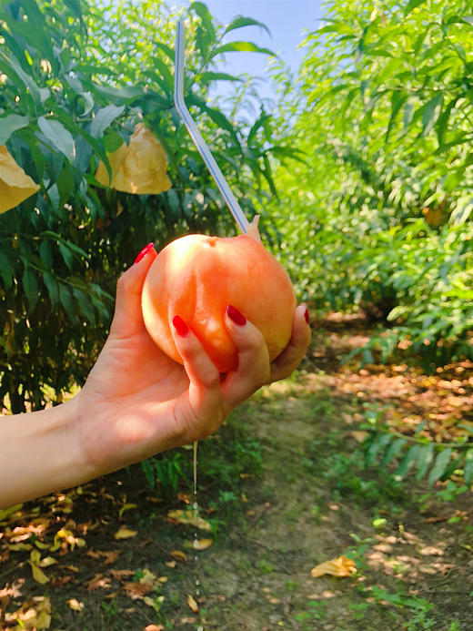 【现摘先发】爆款推荐 后湖水蜜桃精品12个装 单果4-5两 顺丰生鲜快递 商品图2