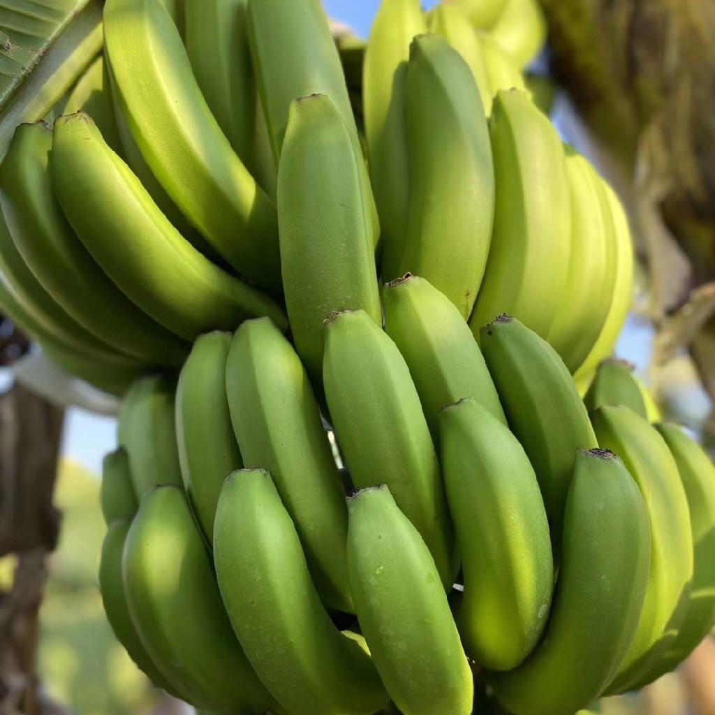 云南威尼斯香蕉 5斤装   【注意：到货后需自行催熟】根数仅供参考  以收到的重量为准