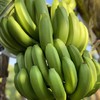 云南威尼斯香蕉 5斤装   【注意：到货后需自行催熟】根数仅供参考  以收到的重量为准 商品缩略图0