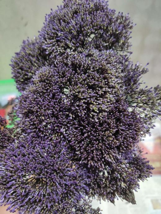 【夕雾森林】夕雾草  多色可选  扎 商品图5