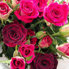 多头玫瑰 紫罗兰 商品缩略图0