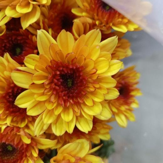 【精品小菊】布鲁诺黄 10支/扎 商品图4