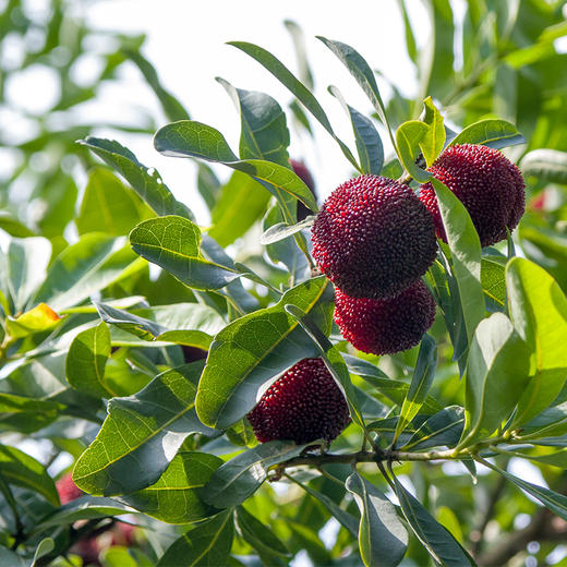 新鲜仙居东魁杨梅浙江福建产地直采味甜汁多新鲜上市京东冷链包邮2斤3