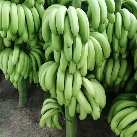 云南威尼斯香蕉 5斤装   【注意：到货后需自行催熟】根数仅供参考  以收到的重量为准 商品图1