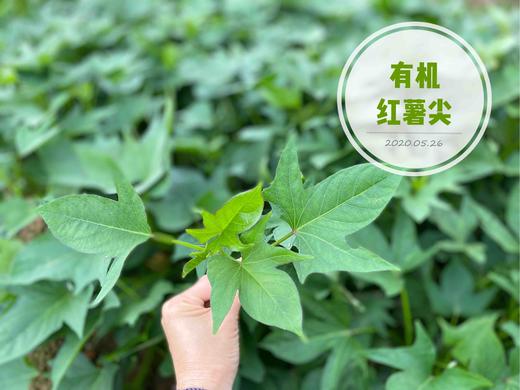 朴愿有机农场  有机红薯尖  嫩嫩的番薯叶来咯…… 250克 商品图1