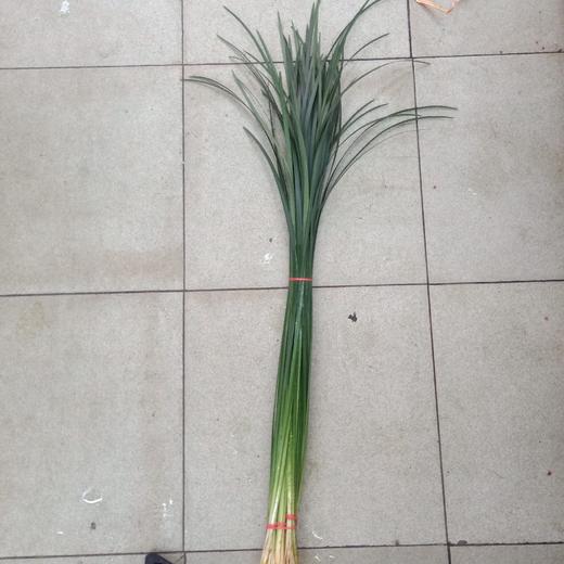 绿色春兰叶  扎 商品图1