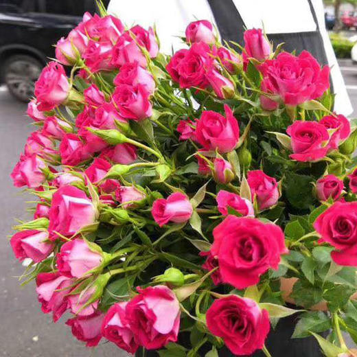 多头玫瑰 波塞妮娜 商品图0