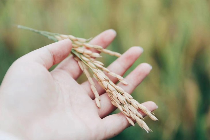 给稻米脱壳,看一粒稻谷如何经历一套完整的旅程,变成白花花的大米?
