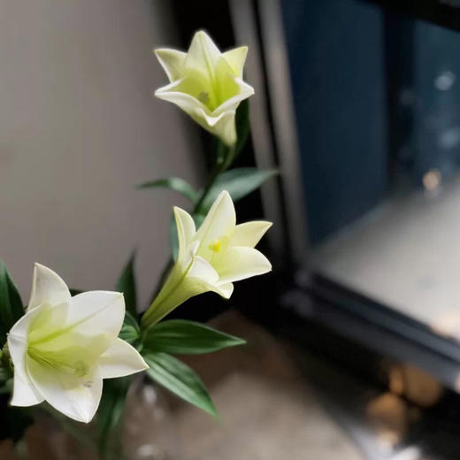 【周四秒杀】双头铁炮百合4枝39.8元 商品图1