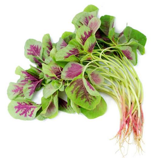 小米菜 500g 商品图1