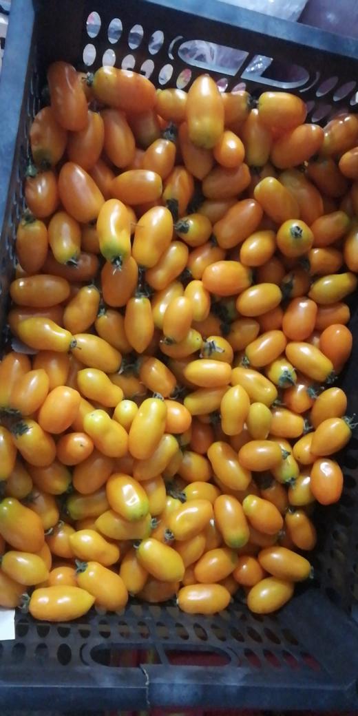 黄花生柿子500克