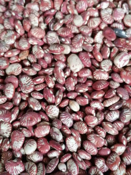 镇雄小雀蛋豆鸡腰子豆2斤