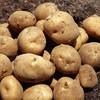 【城·食配】土豆 2-3个/份/2斤 商品缩略图3