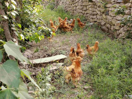 鸡 和 蛋 全品类 商品图8