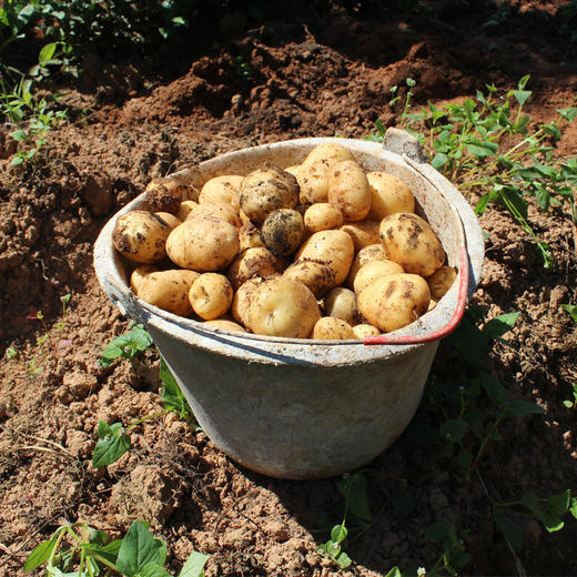 原生态·恩施1800米高山马尔科黄皮黄心小土豆  商品图4