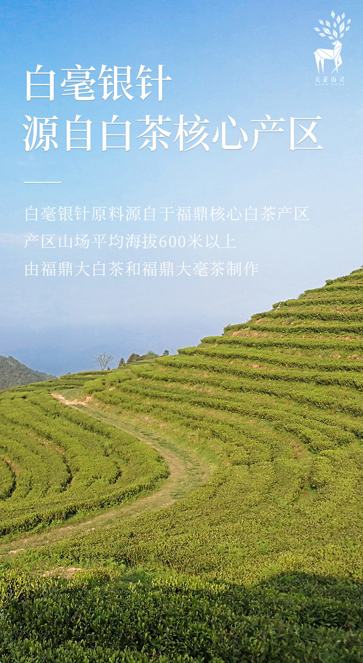 新品上市元正山灵系列福鼎白茶白毫银针白茶茶叶60g罐装