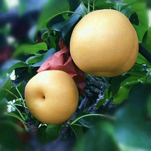 越天然百里洲砂梨家庭装1号10斤箱顺丰发货