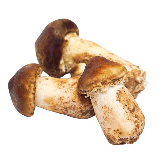 新鲜赤松茸有机方式种植斑马自产