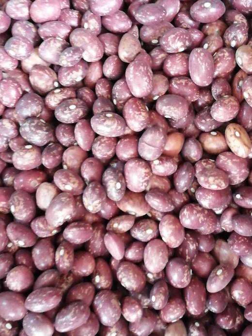 镇雄小雀蛋豆鸡腰子豆2斤