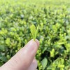 2022春茶推荐一级精选甲子山日照绿茶新茶叶62.5g*8高山云雾绿茶栗香 商品缩略图2