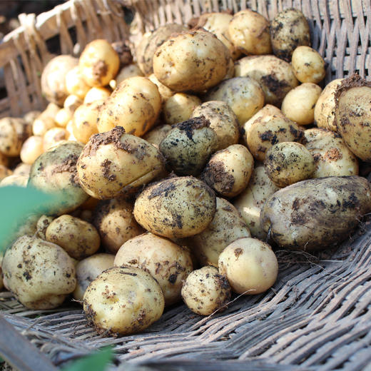 原生态·恩施1800米高山马尔科黄皮黄心小土豆  商品图3