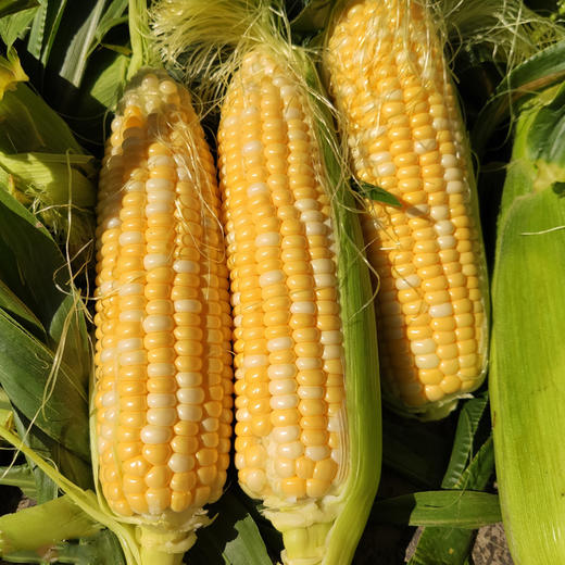 云南水果玉米汁多质脆而甜薄薄的表皮一咬就破