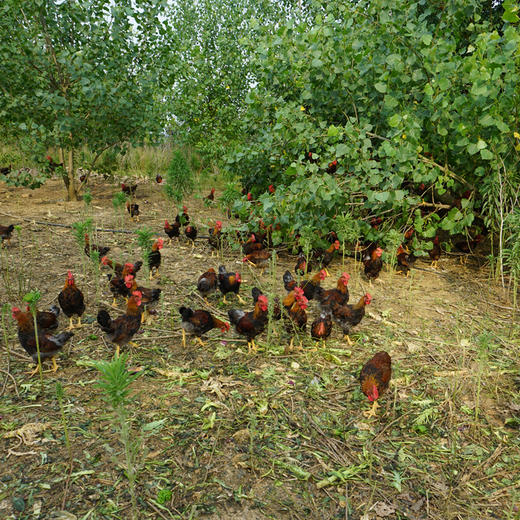 【冷冻】散养公鸡（原名嫩公鸡）-运输过程会解冻 商品图5