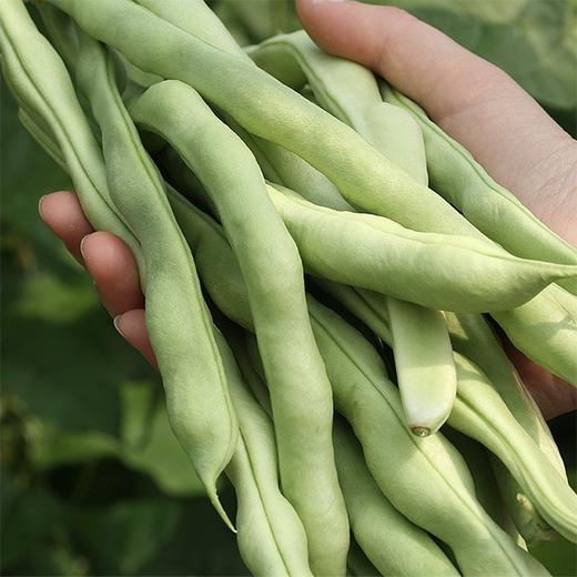 【城食配】基地白不老 约2斤 商品图2