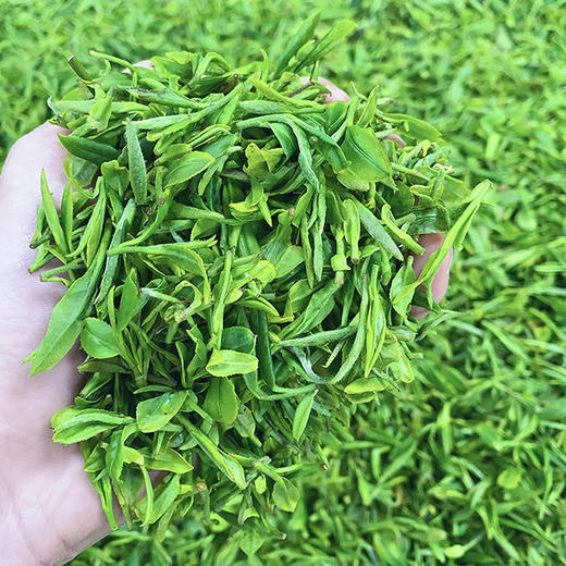 甲子山一级仲春 春茶 2023年新茶（250g/斤） 商品图1