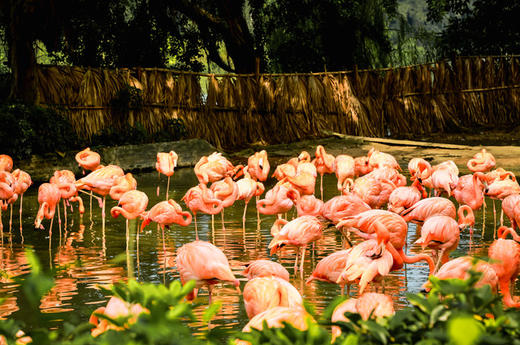 【肇庆】入住肇庆 4 钻酒店+5A 星湖景区【鼎湖山风景区、七星岩景区】休闲纯玩2天 商品图5
