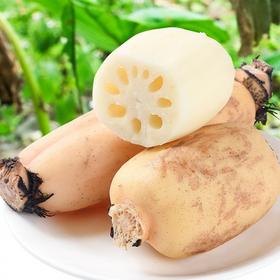 【城食配】莲藕 约1.25斤