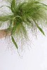 【爱如呼吸】喷泉草 约 10支/扎 商品缩略图3