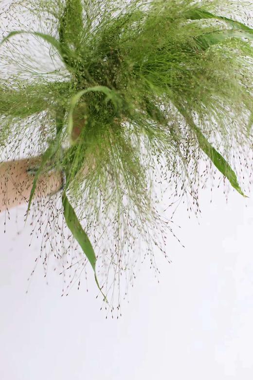 【爱如呼吸】喷泉草 约 10支/扎 商品图3