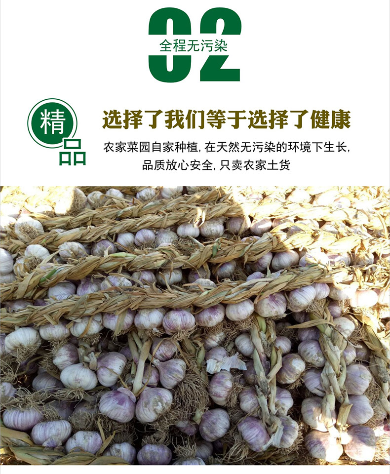 云南紫皮大蒜,独头蒜,蒜香浓郁,香辣十足 - 益农原产地