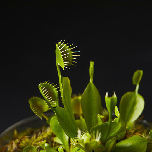 小瓶友·杯夹捕蝇草【no.061】